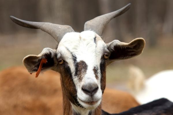 Tipos de cabras - Raza Kiko