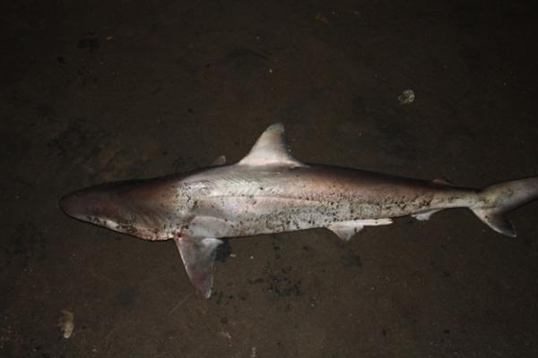 濒危鲨鱼——小尾鲨