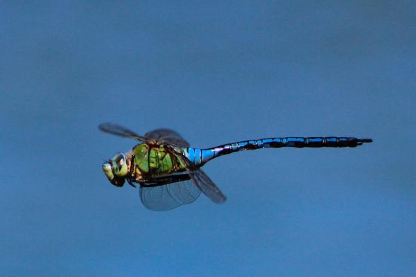 蜻蜓的种类 - 帝王蜻蜓