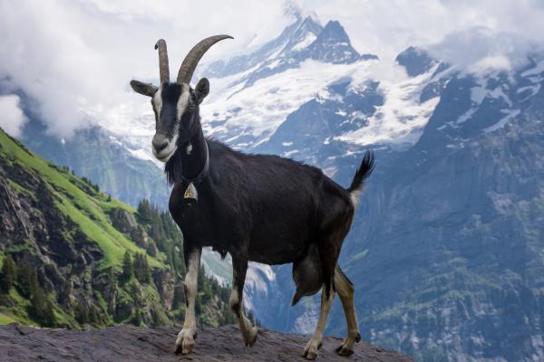 Tipos de cabras - Raza Alpina