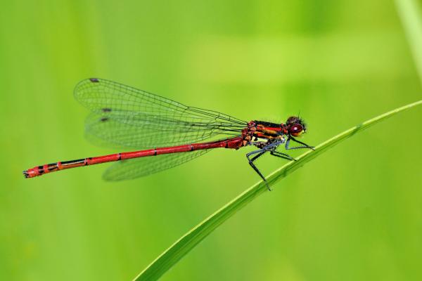 蜻蜓的种类 - 红豆娘