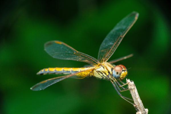 蜻蜓的种类 - 橙斑蜻蜓