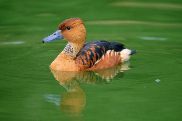 鸭子的种类 - 朱顶鸭