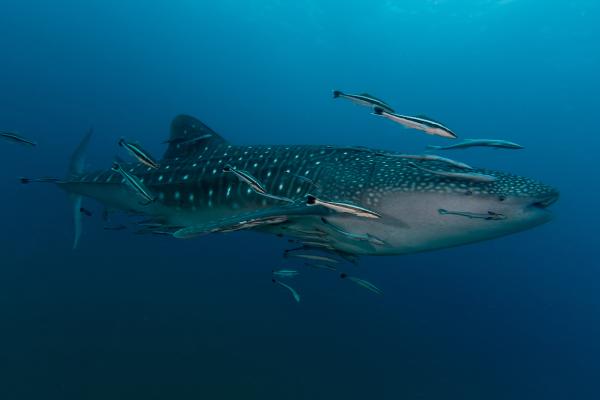 濒危鲨鱼——鲸鲨或犀牛鲨