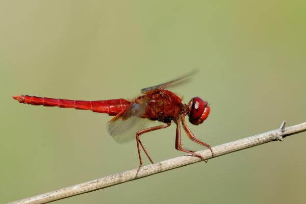 蜻蜓的种类 - 猩红蜻蜓