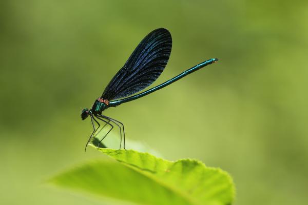 蜻蜓的种类 - 蓝蜻蜓