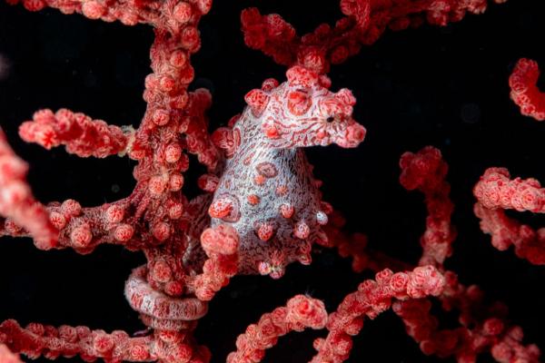 Tipos de caballitos de mar - Caballito de mar pigmeo (Hippocampus bargibanti)