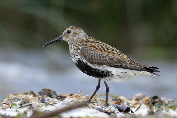 Aves limícolas: qué son y ejemplos - Correlimos común (Calidris alpina)