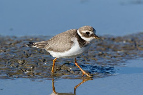 Aves limícolas: qué son y ejemplos - Chorlitejo grande (Charadrius hiaticula)