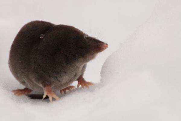 Tipos de topos - Topo de cola larga (Scaptonyx fusicaudus)