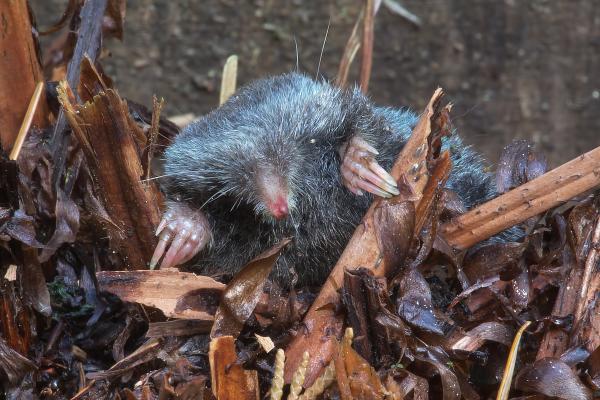 Tipos de topos - Topoilia Talpidae (Neurotrichus gibbsii)