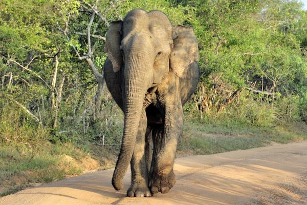 Animales de Tailandia - Elefante asiático (Elephas maximus)