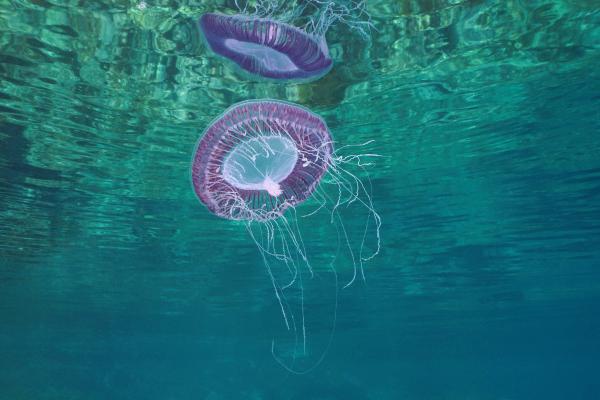 Medusas que no pican - Medusa aequorea