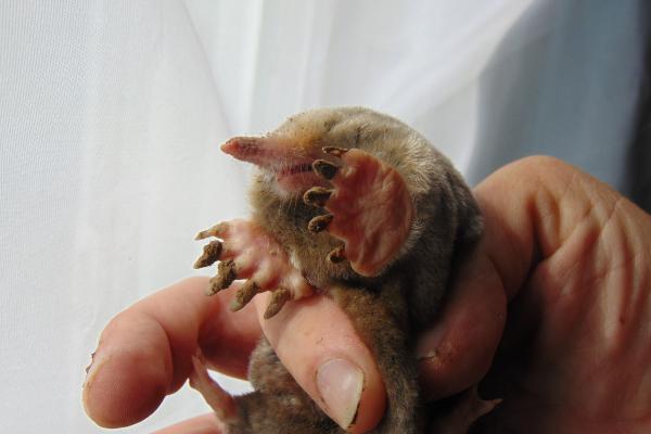 Tipos de topos - Topo norteamericano (Scalopus aquaticus)