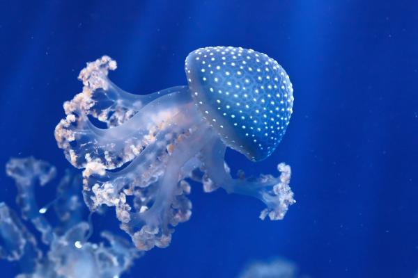 Medusas que no pican - Medusa de lunares blancos