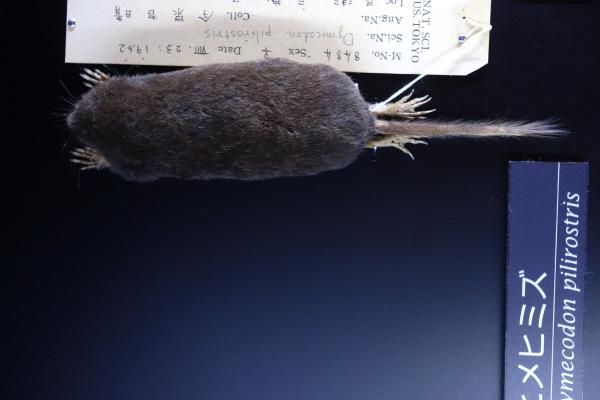 Tipos de topos - Topo musaraña (Dymecodon pilirostris)