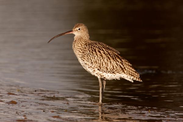 Aves limícolas: qué son y ejemplos - Zarapito real (Numenius arquata)