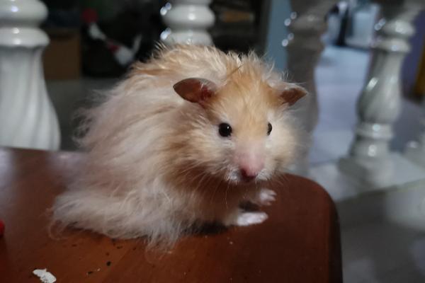 仓鼠的种类 - 雷克斯仓鼠