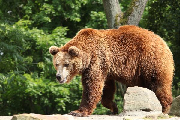 Animales más peligrosos en España - Oso pardo