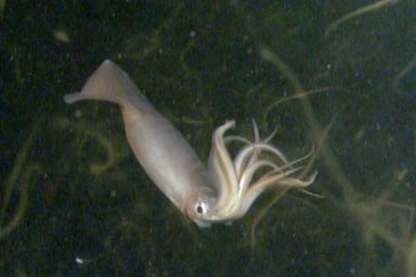 鱿鱼种类 - 洪堡鱿鱼