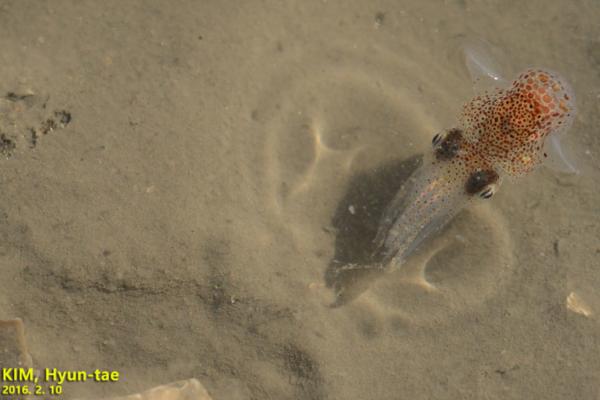 鱿鱼的种类 - 日本鱿鱼