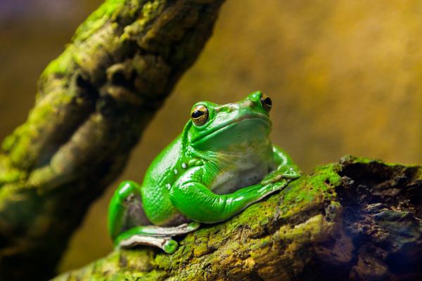 大洋洲动物 - 澳洲绿树蛙