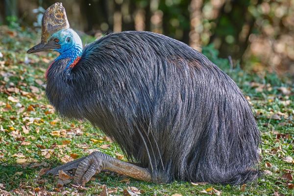 大洋洲动物 - 食火鸡