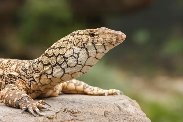 大洋洲动物 - 澳大利亚巨蜥