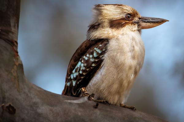 大洋洲的动物——笑翠鸟