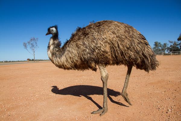 大洋洲动物 - 鸸鹋