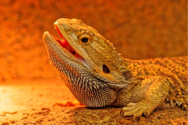 大洋洲的动物——鬃狮蜥