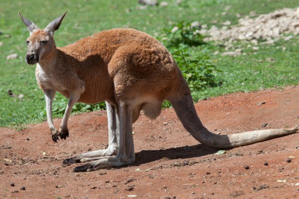 大洋洲动物 - 红大袋鼠