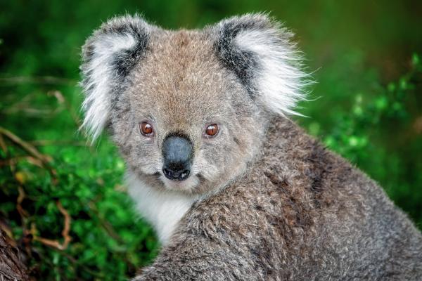 大洋洲的动物——考拉