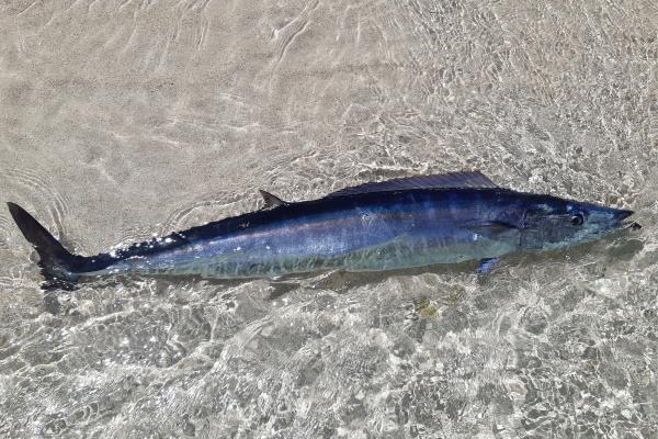 远洋鱼类:它们是什么、特征和例子 - 梭鱼