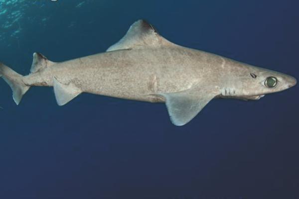 地中海鲨鱼 - 吞噬鲨(Centrophorus granulosus)