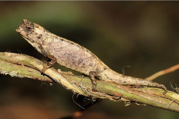 变色龙的种类 - Brookesia nana