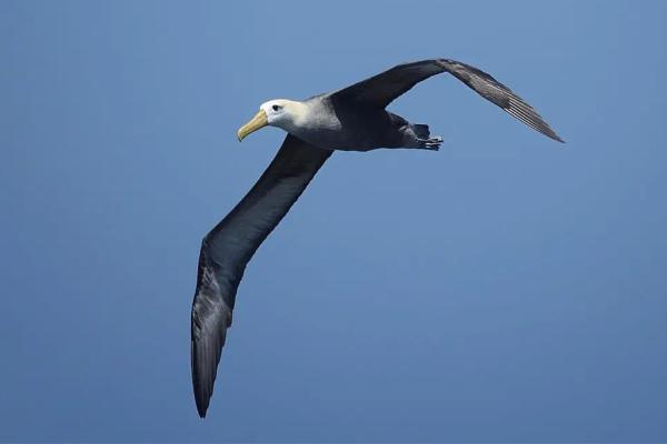 海鸟:种类和适应性 - 信天翁(信天翁科)