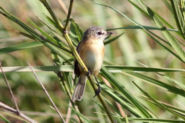 哥伦比亚的鸟类 - 大须塔丘里鸟