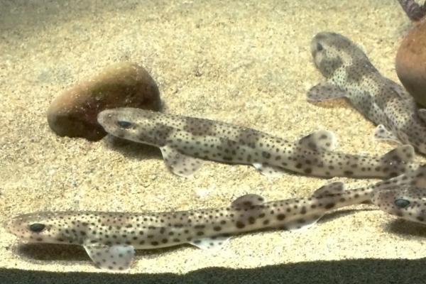 地中海鲨鱼 - 白鳍鲨(Scyliorhinus stellaris)