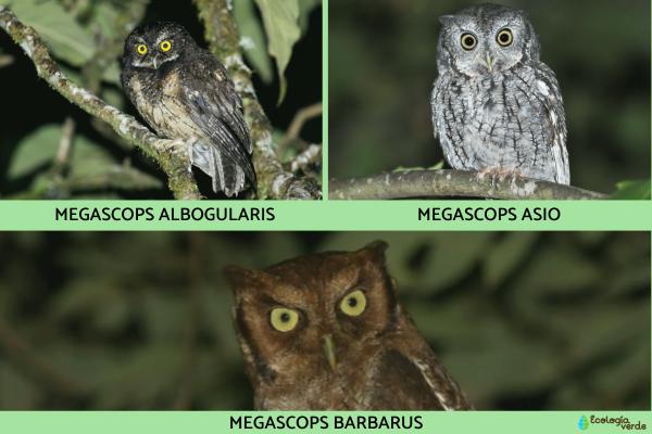 猫头鹰种类 - 大角鸮属