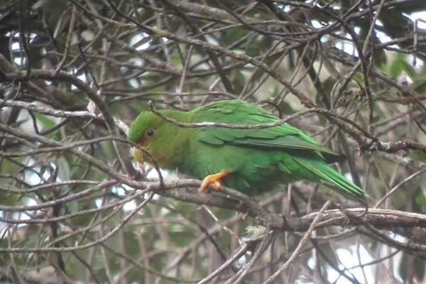 哥伦比亚的鸟类 - 雪鹦鹉