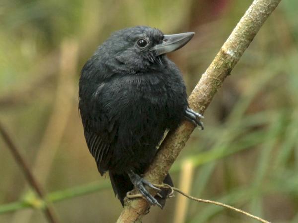 哥伦比亚的鸟类 - 弯嘴蚁鸟