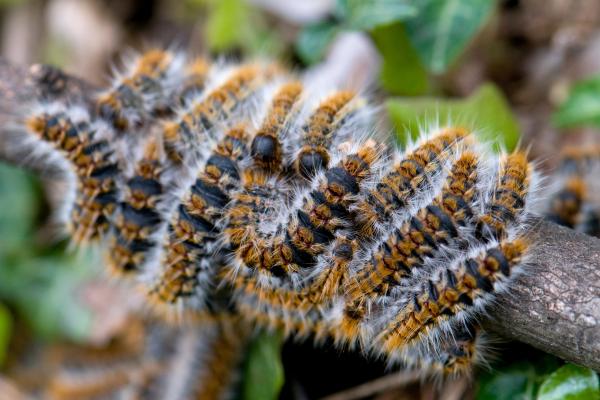 松树游行蛾:季节、位置、生命周期和治疗 - 哪里可以找到松树游行蛾