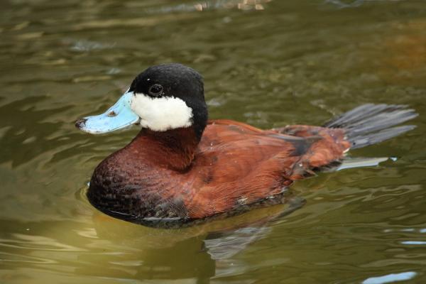 哥伦比亚的鸟类 - 安第斯鸭