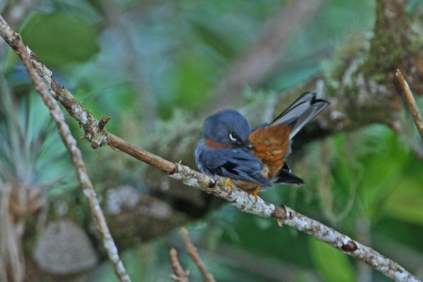 哥伦比亚鸟类 - 蒙面独行鸟