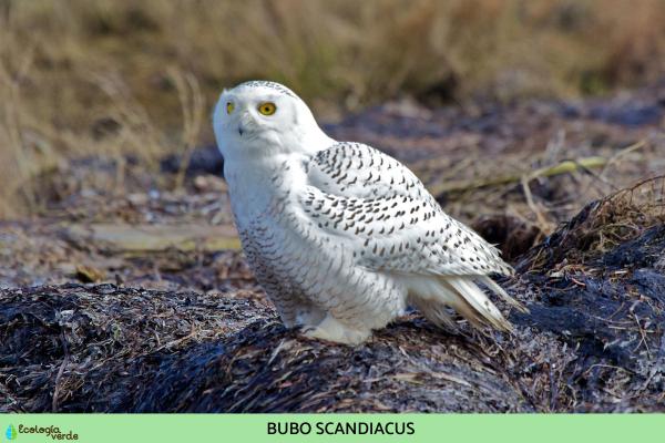 猫头鹰的种类 -