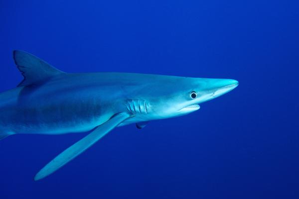 远洋鱼类:它们是什么、特征和例子 - Tintorera