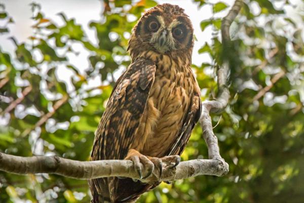 猫头鹰的种类 - 猫头鹰属