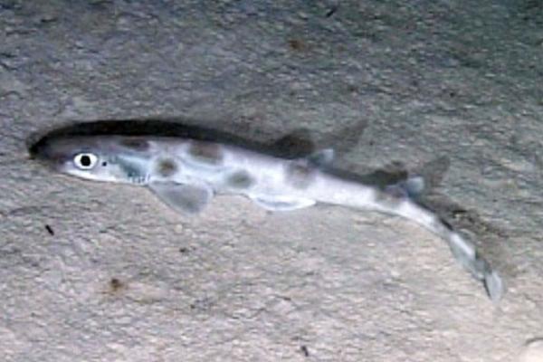 地中海鲨鱼 - 大西洋冰川鲨(Galeus atlanticus)