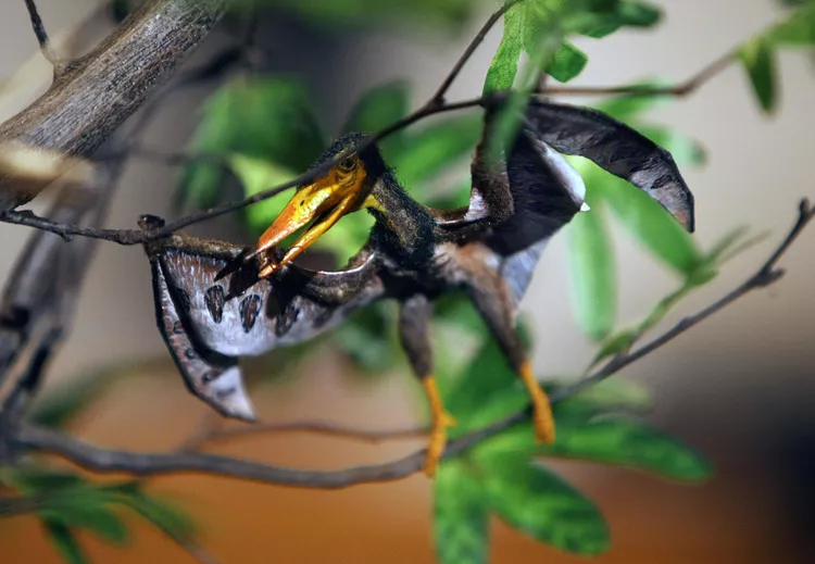 2025060688940815.webp 9.webp